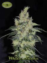 Karma Genetics White Snake