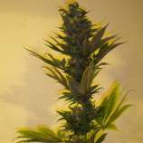 Ketama Seeds Critical Herer Auto