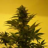 Ketama Seeds Critical Ketama