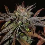 Khalifa Genetics Baghlan Hashplant