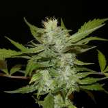 Khalifa Genetics Sheberghan Hashplant