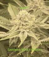 Kickflip Genetics Gimlet