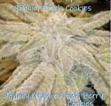 Kickflip Genetics Johnny Punch Cookies