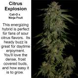 Kineos Genetics Citrus Explosion