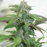 Kingdom Organic Seeds Deep North