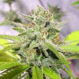 Kingdom Organic Seeds Dirty Girl