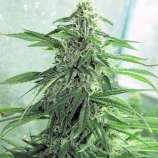 Kingdom Organic Seeds El Jefe Thai