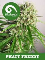 Kiwiseeds Phat Freddy