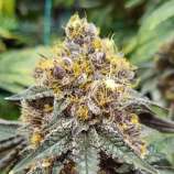 Knock Out Genetics Purple Mandarine