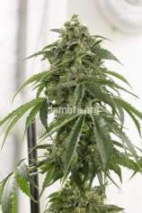 LaMota Seeds London Cheese 2.0 Autoflowering