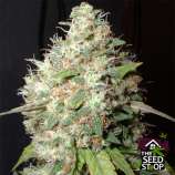 Lady Sativa Genetics Orange Bubba Kush