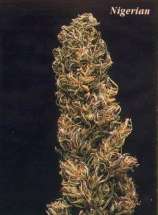 Landrace Seeds Nigerian Landrace