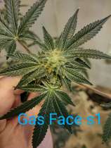 Lazy Daizy Genetics Gas Face S1