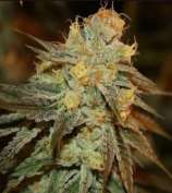 Linda Seeds Bruce Banner