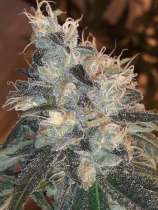 Lineage Genetics Candy Ice