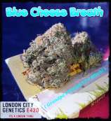 London City Genetics Blue Cheese Breath