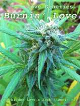 Love Genetics Burnin’ Love