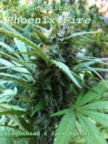 Love Genetics Phoenix Fire