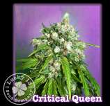 Lucky 13 Seed Company Critical Queen