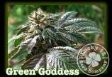 Lucky 13 Seed Company Green Goddess