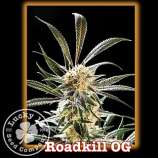 Lucky 13 Seed Company Roadkill OG