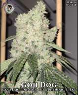 Lucky Dog Seed Co Goji Dog