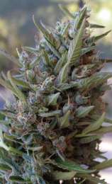 MTG Seeds Covelo Sour Diesel