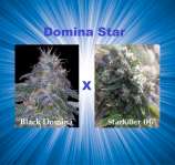 MadCat's Backyard Stash Domina Star