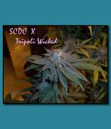 Madd Farmer Genetics SCDC x Tripoli Wicked