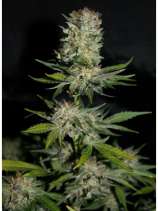 Houchie Kouchie Kush (Makka Seeds) :: Cannabis Strain Info