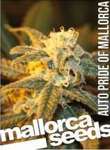 Mallorca Seeds Pride of Mallorca Automatic