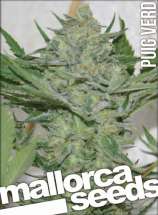 Mallorca Seeds Puig Verd