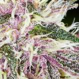 MassMedicalStrains Cuntz