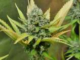 MassMedicalStrains Deadly Sativa