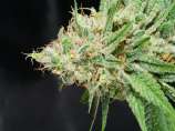 MassMedicalStrains Deadly Swabi