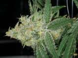 MassMedicalStrains Kimbo Pupil