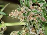 MassMedicalStrains Mobyphylaxis