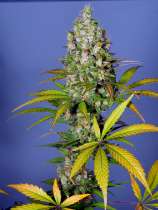 MassMedicalStrains Platinum Swabi Punch