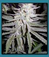 Medusa Cannabis Co. Poison Ivy