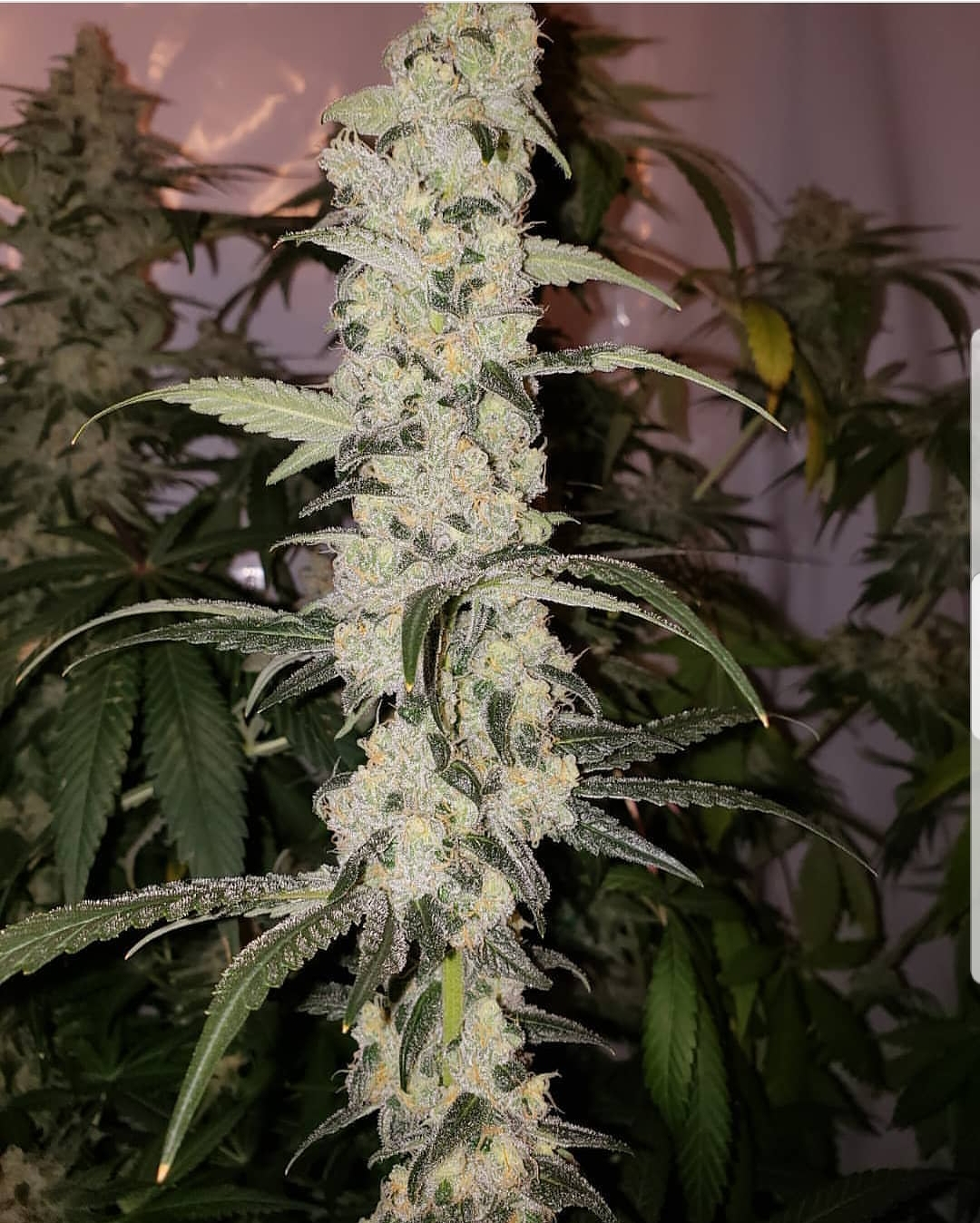 Peanut Butter Cookies - TasteBudz Seeds at the Lowest Prices Online! -  Popular Seeds