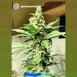 misterD Farmhouse Juicy Fruit Diesel