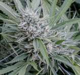 Motherlode Seeds Yosemite Glue