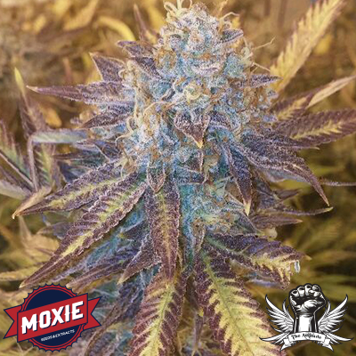 Grape Kush (Moxie 710) :: Cannabis Strain Info