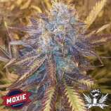 Moxie 710 Grape Kush