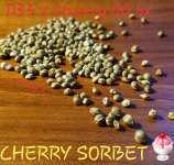 Mr Grow Guy Cherry Sorbet