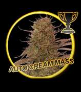 Mr. Hide Seeds Auto Cream Mass