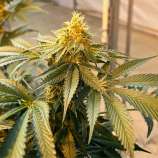 Myers Creek Cannabis Seeds Motor Grease