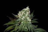 Natural Genetics Seeds Mandarine Cookies