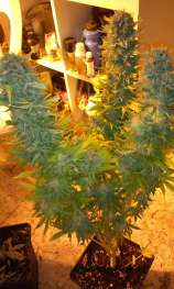 Natural Genetics Seeds S.A.G.E. & Lemon