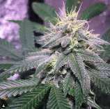 Nerds Genetics Dr. Acula